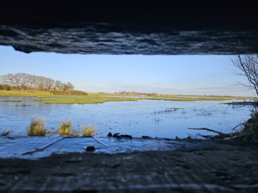 Observer les marais blancs du Cotentin depuis la réserve de Beauguillot